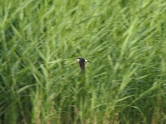 Delichon urbicum