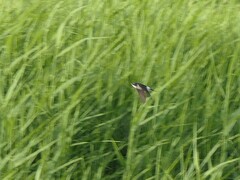Delichon urbicum