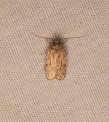 Agonopterix curvilineella