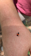 Melanopleurus belfragei