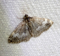 Perizoma alchemillata