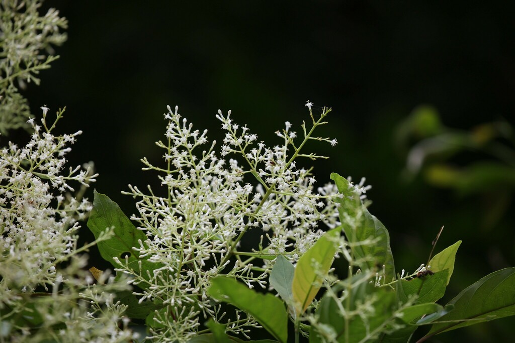 Wendlandia formosana (Wendlandia formosana)