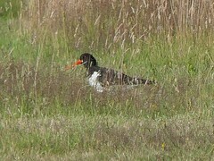 Haematopus ostralegus
