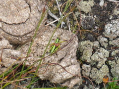 Miramella carinthiaca