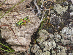 Miramella carinthiaca