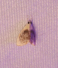 Glaphyria fulminalis