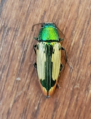 Buprestis viridisuturalis