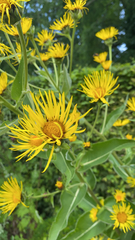 Inula helenium