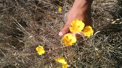 Eschscholzia californica