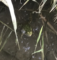 Pelophylax ridibundus