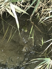 Pelophylax ridibundus