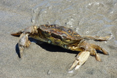 Carcinus maenas