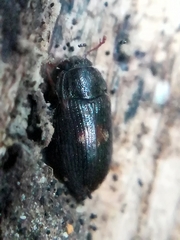 Biphyllus lunatus
