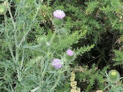 Cirsium vulgare