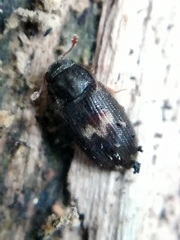Biphyllus lunatus
