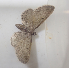 Eupithecia tenuiata