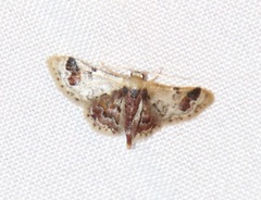 Idaea asceta