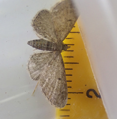 Eupithecia tenuiata