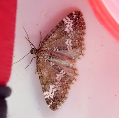 Perizoma alchemillata