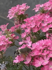 Macroglossum stellatarum