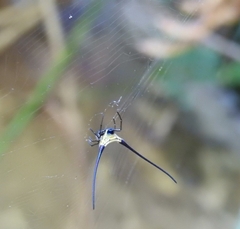 Macracantha arcuata