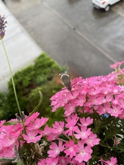 Macroglossum stellatarum