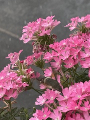 Macroglossum stellatarum