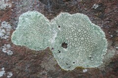 Lecanora sulphurea
