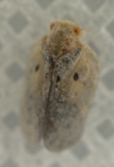 Melormenis basalis