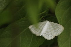 Scopula caricaria