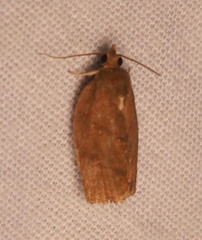 Argyrotaenia juglandana