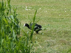 Fulica atra