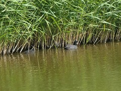 Fulica atra