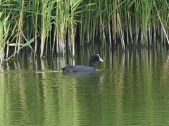 Fulica atra