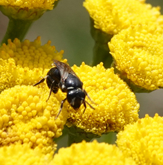 Hylaeus nigritus