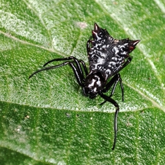 Micrathena triangularis