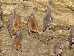 Natalus tumidirostris