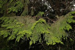 Chamaecyparis formosensis