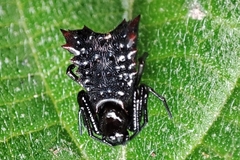 Micrathena triangularis