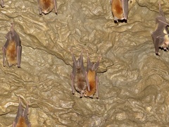 Natalus tumidirostris