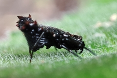 Micrathena triangularis