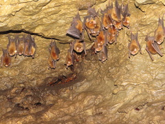 Natalus tumidirostris