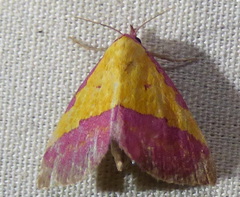 Phytometra rhodarialis