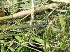 Ischnura elegans
