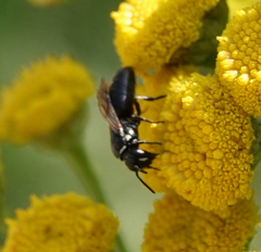 Hylaeus nigritus