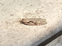 Semioscopis packardella