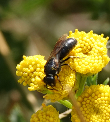Hylaeus nigritus