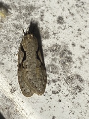 Semioscopis packardella
