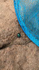 Leptinotarsa haldemani