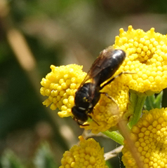 Hylaeus nigritus